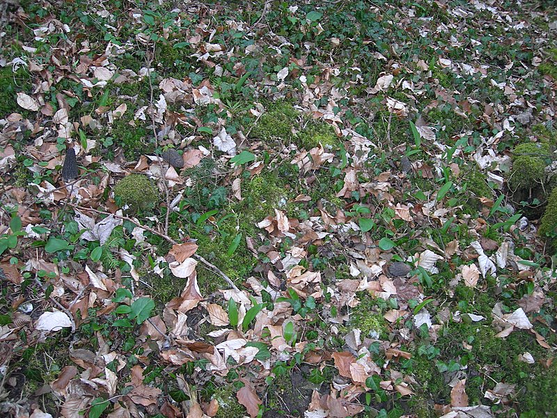 Il Tempo delle Morchelle